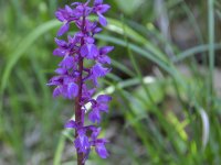 Fotos-Blumen